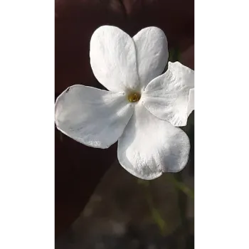 Natural Jasmine Plants